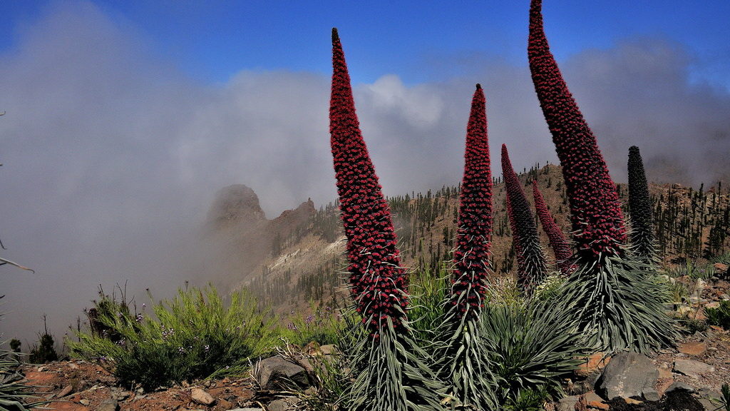 Достопримечательности Тенерифе: Национальный парк Тейде