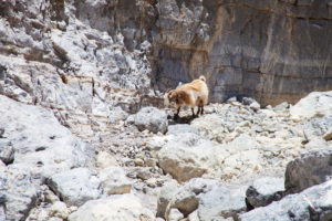 Достопримечательности Крита: критские козы в ущелье Рувос
