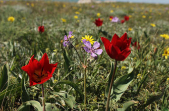Тюльпаны Шренка, Опукский природный заповедник, Крым
