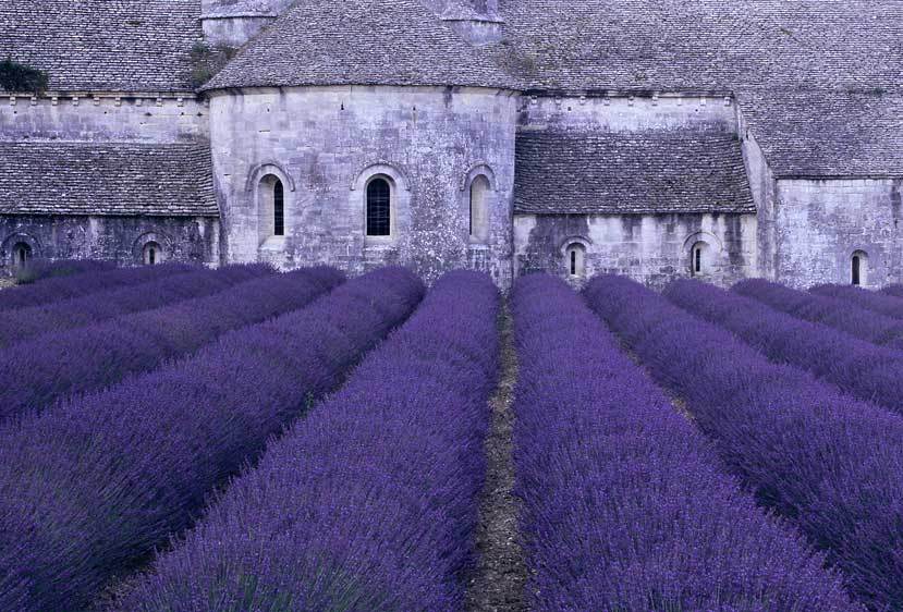 Лавандовые поля в аббатстве Сенанк (Прованс, Франция)