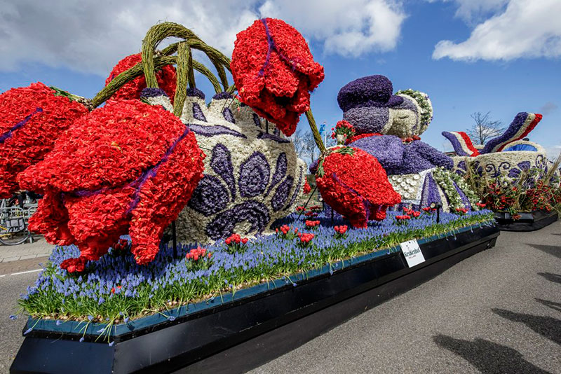 Гигантские тюльпаны из цветов (парад Bloemencorso, Нидерланды)