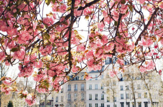 Цветение вишни в Париже: даты и фото