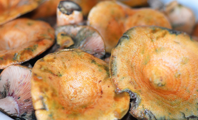 Почему нельзя есть условно-съедобные крымские грибы