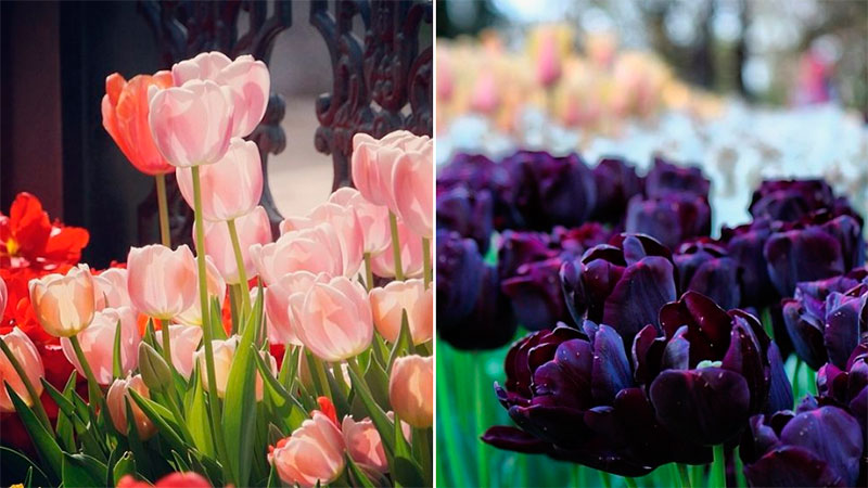 Зачем ехать в Стамбул весной: тюльпаны