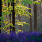 Весной в Бельгии расцветает Синий лес / Халлербос