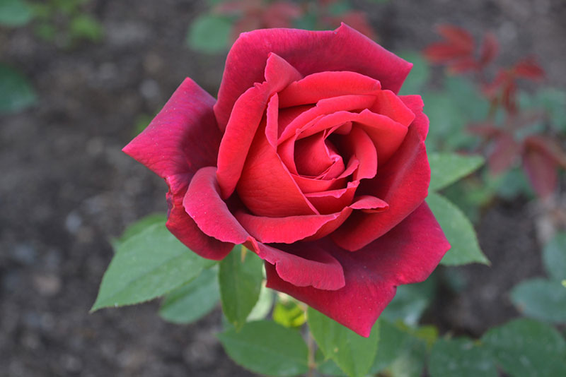 Роза в Никитском саду, Крым