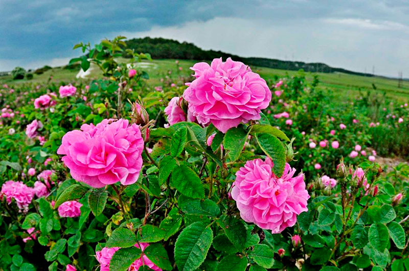 Розовые плантации в Крыму