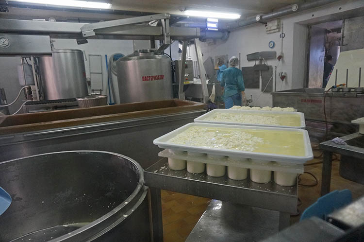 Производство сыра Тильзит, Неман