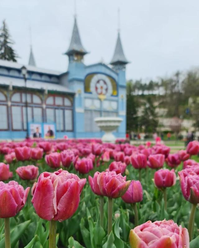 Тюльпаны в Пятигорске, апрель