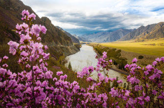 Цветение маральника, Алтай