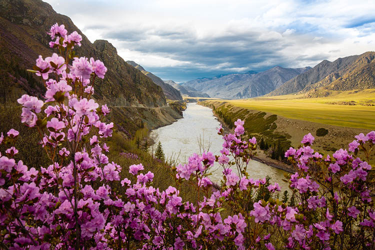 Цветение маральника, Алтай