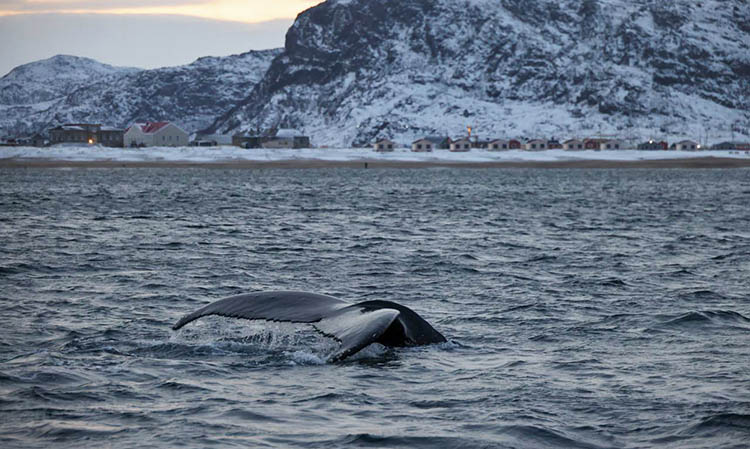 Хвост кита, Баренцево море