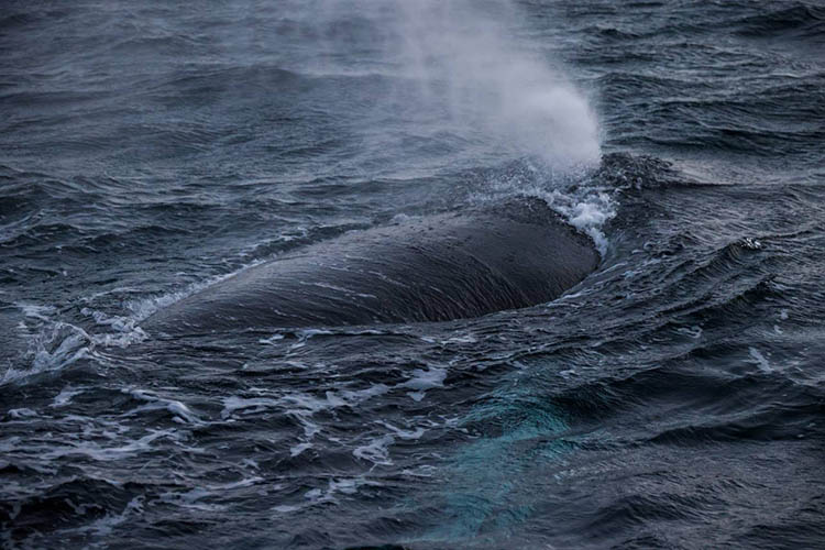 Горбатый кит, Териберка