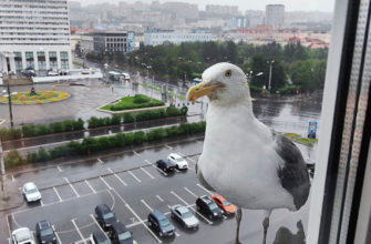 Вид на Пять Углов, Мурманск